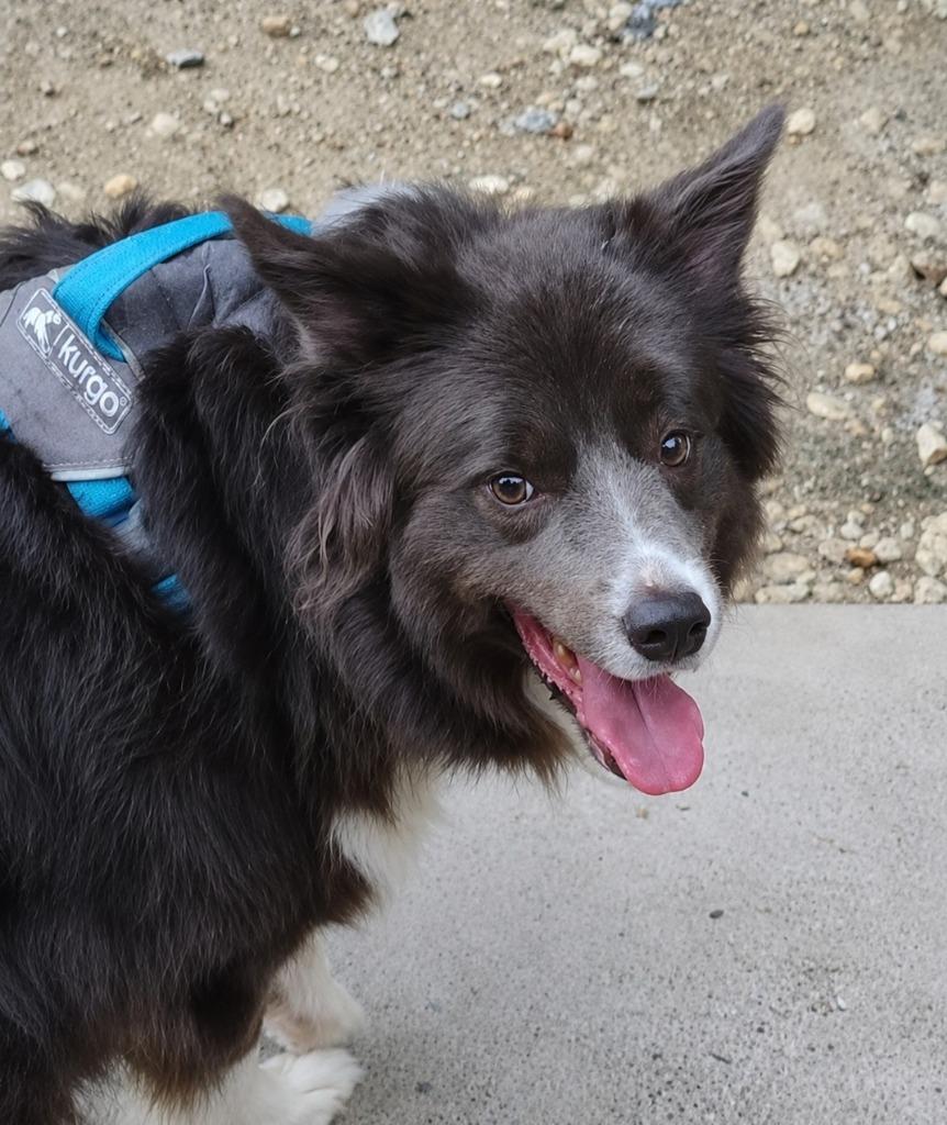 Enlarge Dodge, a Adoptable mixed breed in Indianapolis, IN image 2/2