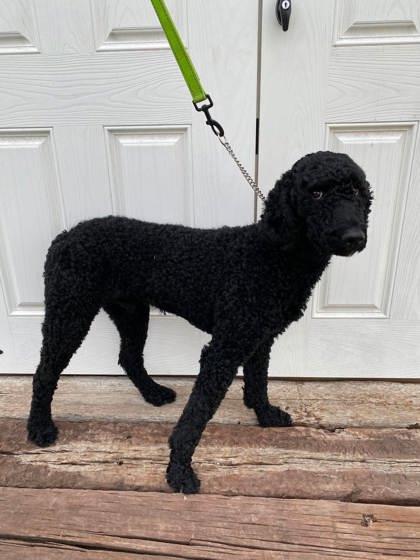 Tempe, Adoptable, Adult Male Standard Poodle & Mixed Breed.