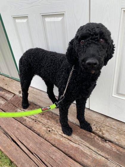 Enlarge Tempe, a Adoptable mixed breed in McCook, NE image 2/2