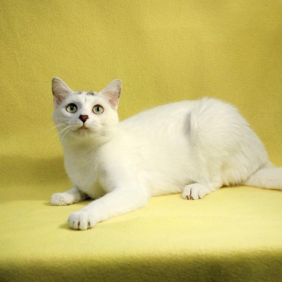 Fantasia