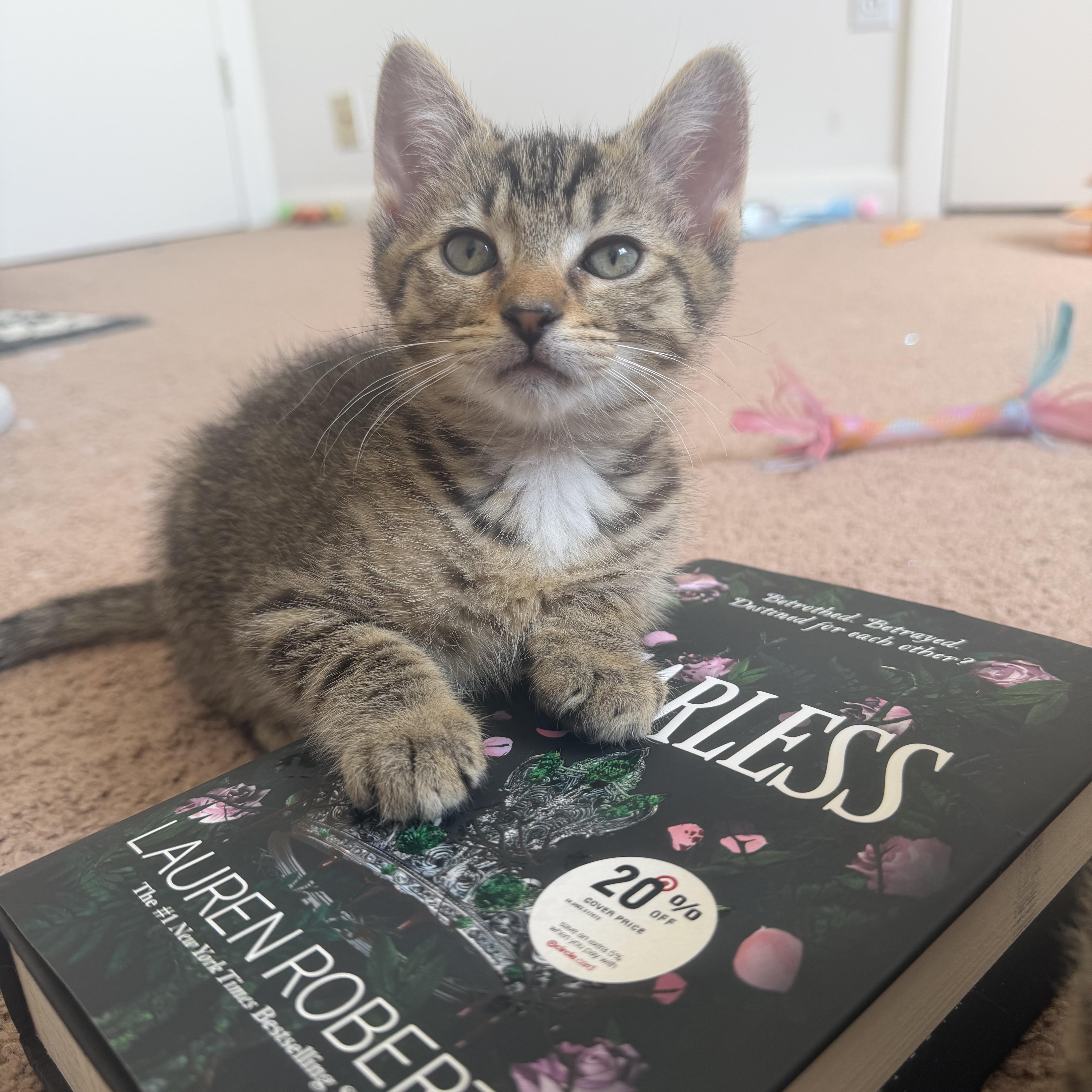 Gimlet, ADOPTABLE, Kitten Male Domestic Short Hair.