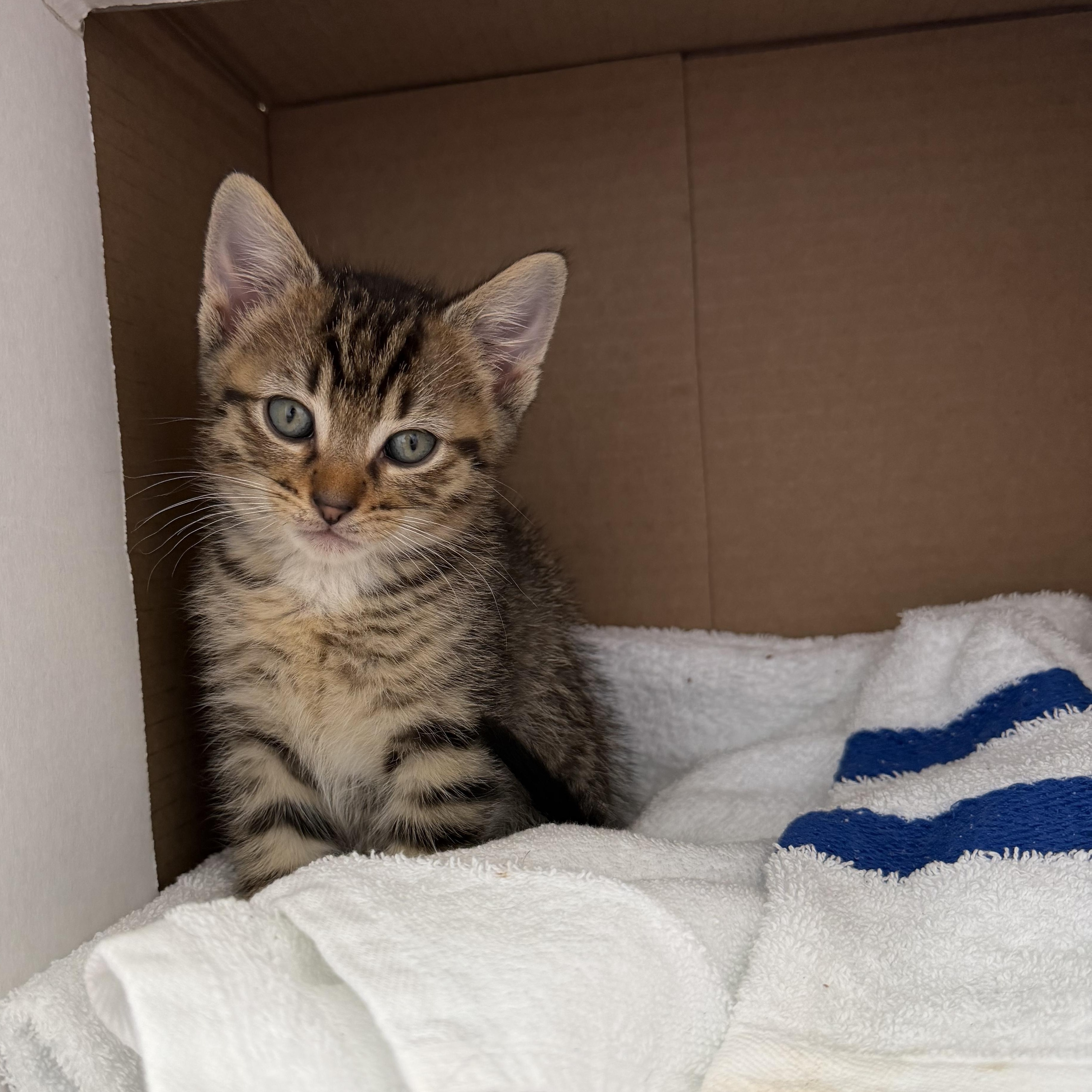 Gimlet, a ADOPTABLE Domestic Short Hair in Blacksburg, VA image 2/3