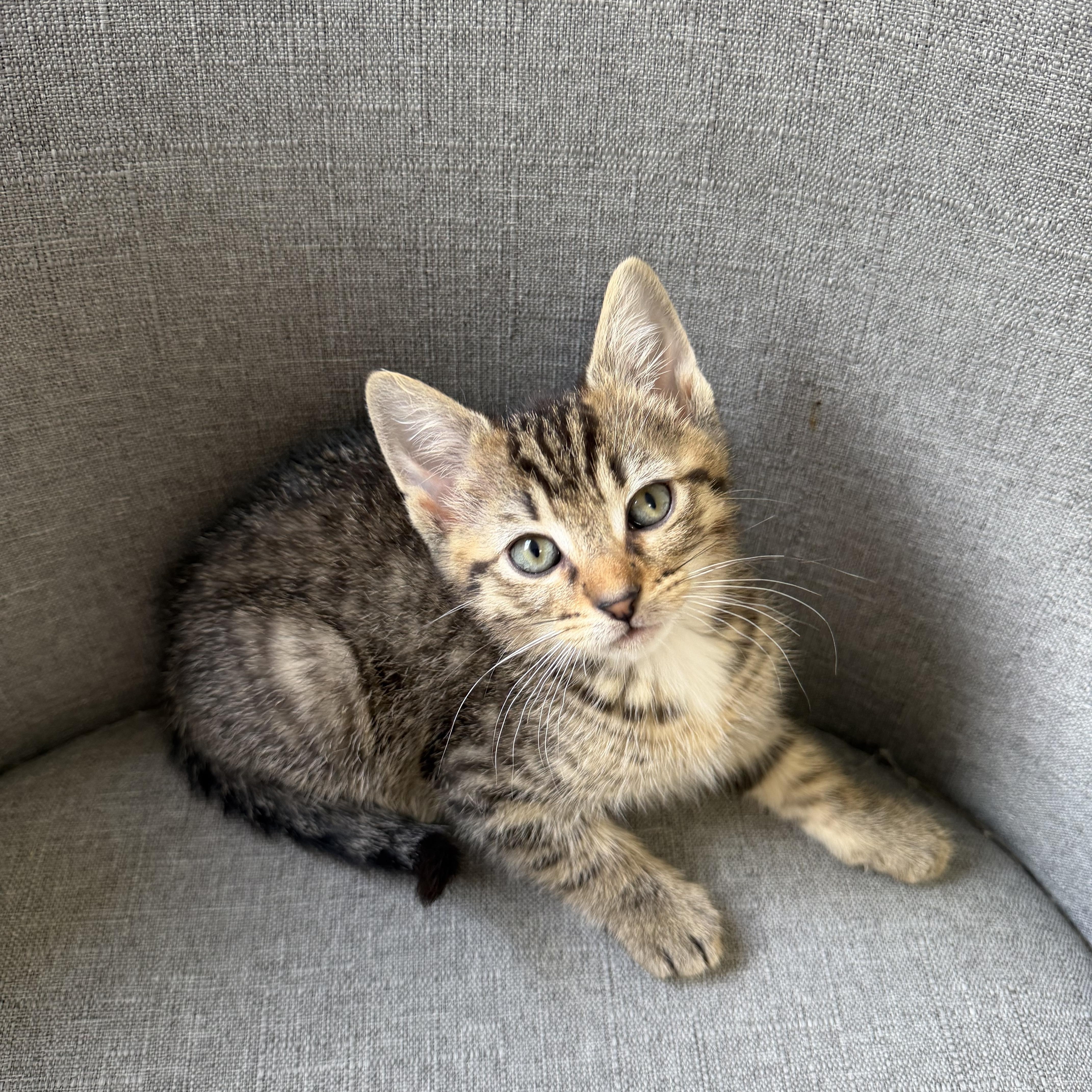 Gimlet, a ADOPTABLE Domestic Short Hair in Blacksburg, VA image 3/3