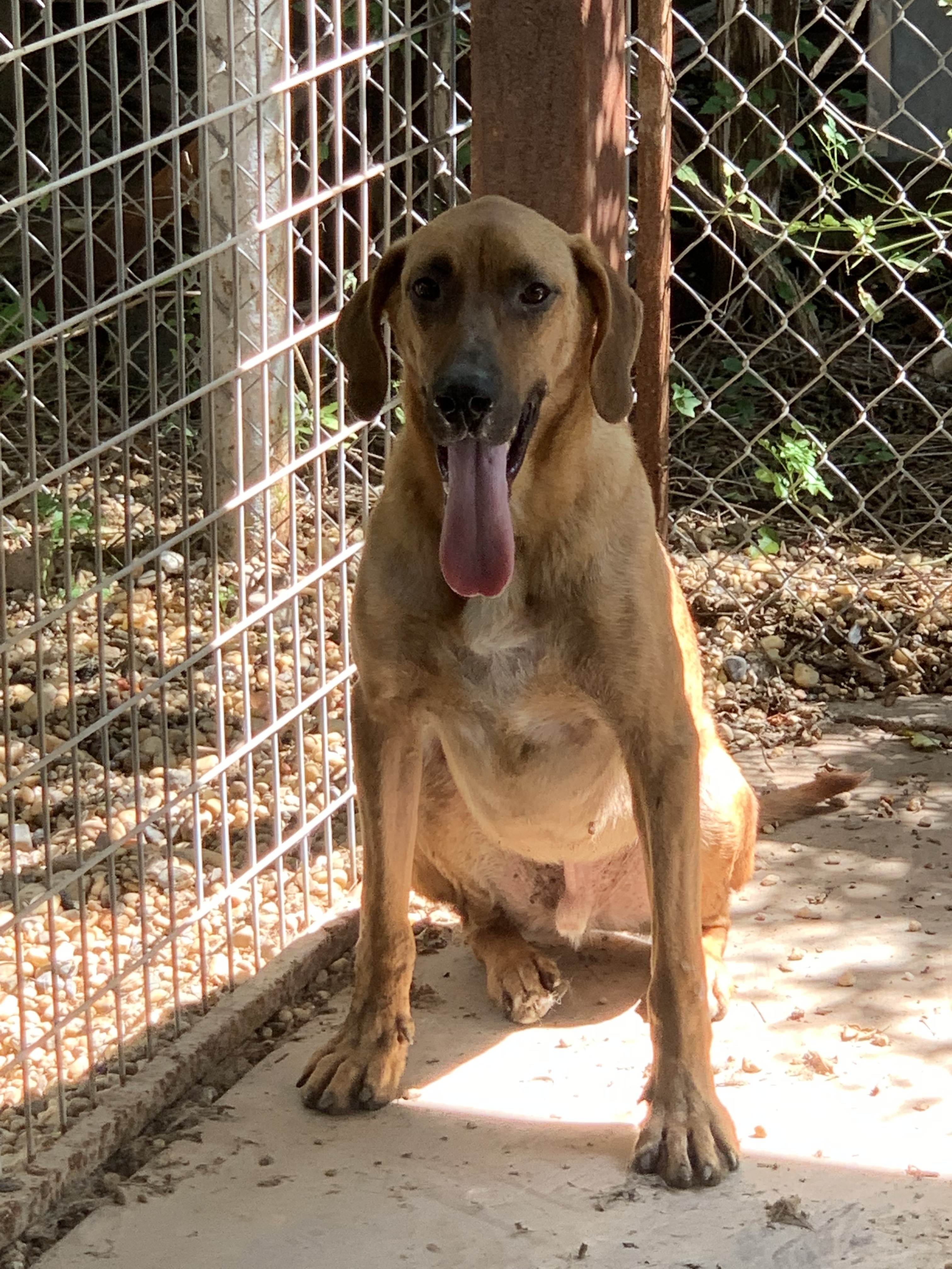 Enlarge Abel, a Adoptable mixed breed in San Angelo, TX image 1/2