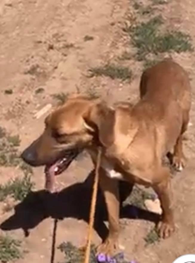 Enlarge Abel, a Adoptable mixed breed in San Angelo, TX image 2/2