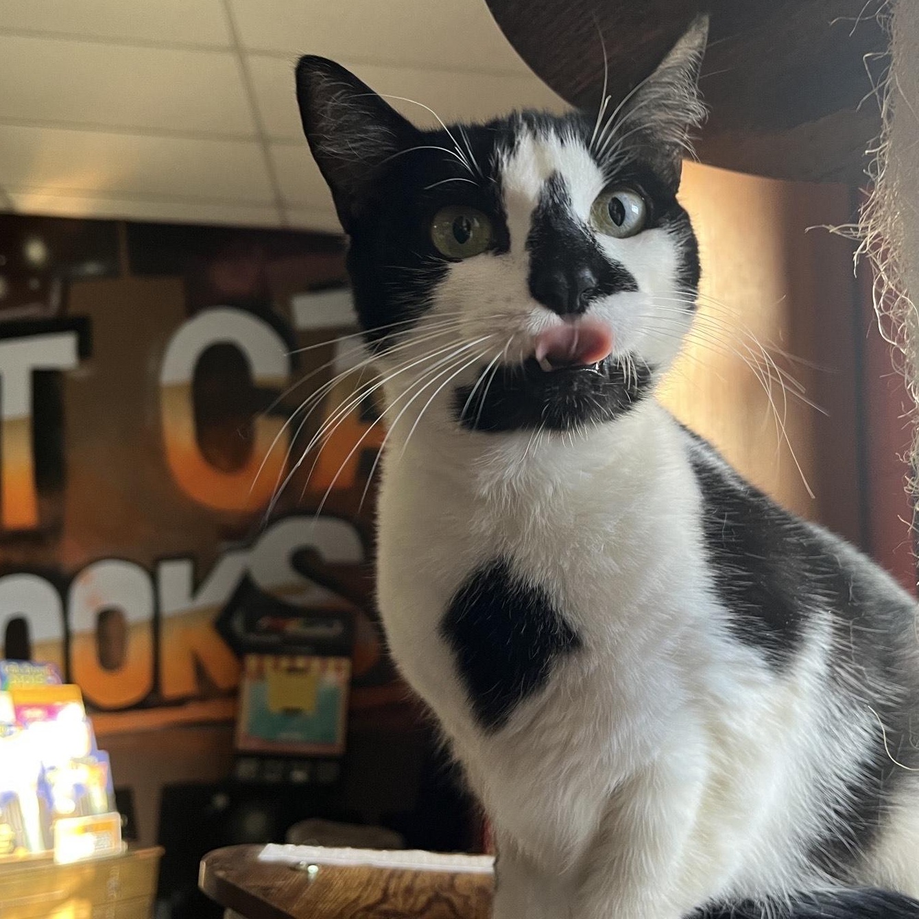Nefertiti @ Fat Cat Books, a Adoptable Domestic Short Hair in Tallahassee, FL image 2/2