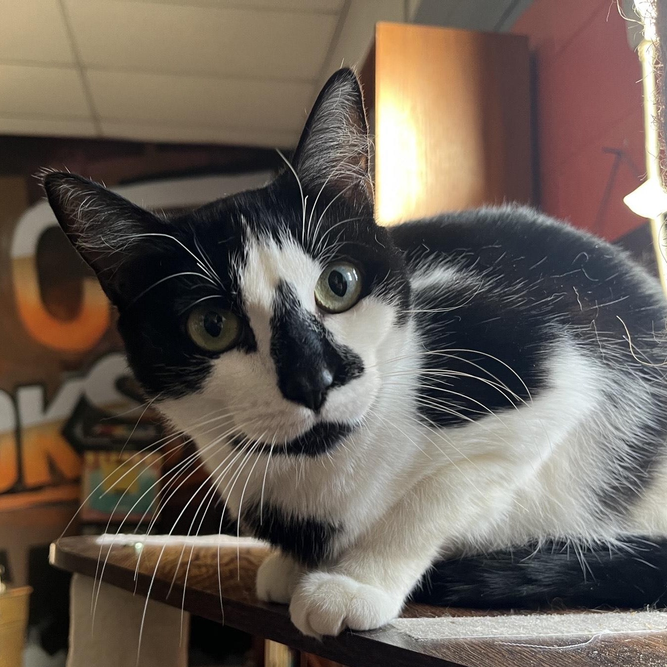 Nefertiti @ Fat Cat Books, Adoptable, Young Female Domestic Short Hair.