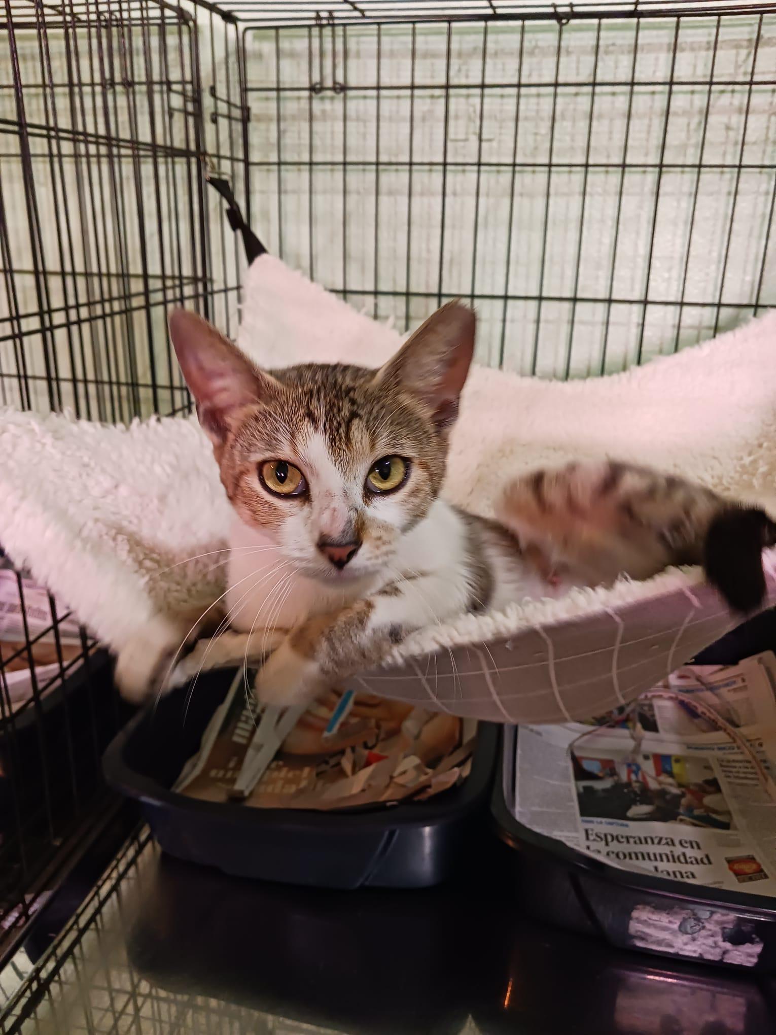 Fantasia, Adoptable, Young Female Domestic Short Hair.