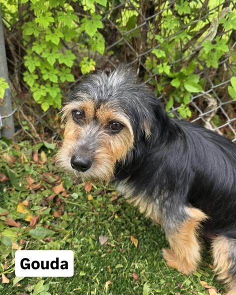 Gouda, a ADOPTABLE mixed breed in Miami, FL image 2/5