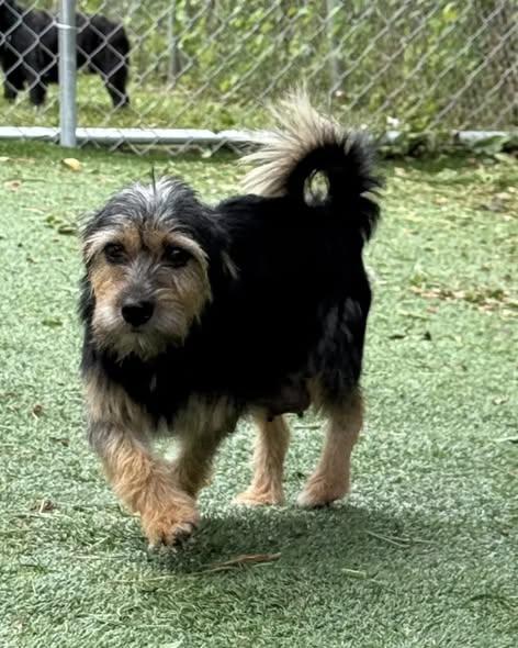 Gouda, a ADOPTABLE mixed breed in Miami, FL image 3/5