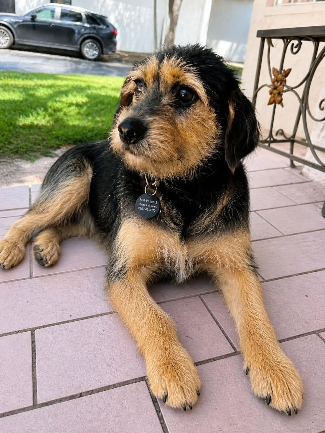 Gouda, a ADOPTABLE mixed breed in Miami, FL image 4/5