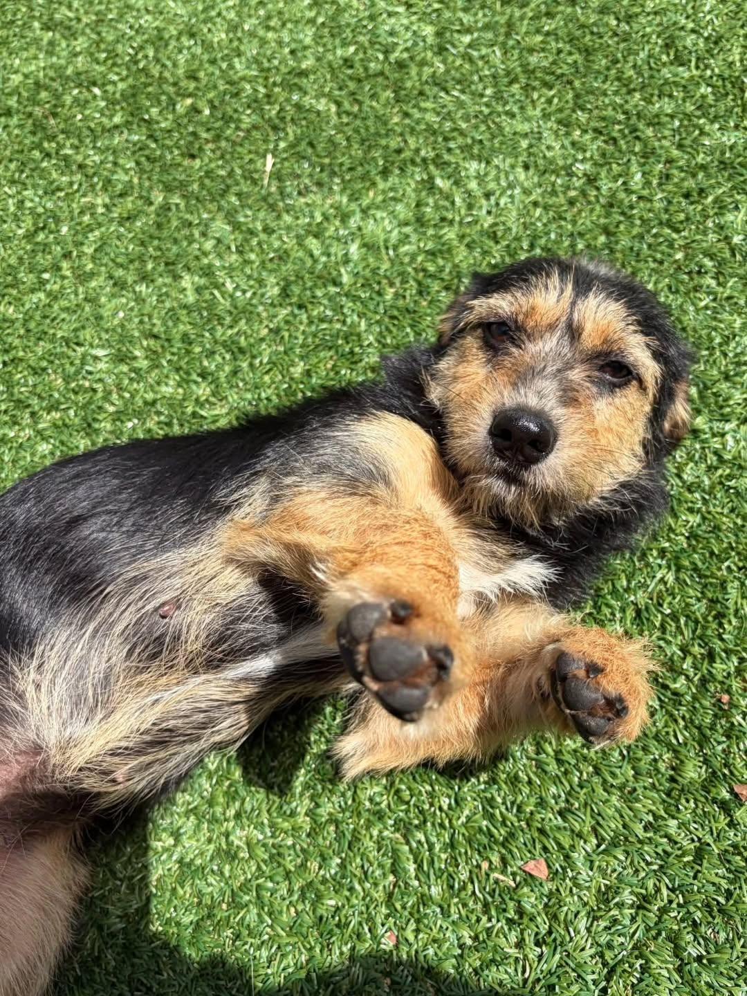Gouda, a ADOPTABLE mixed breed in Miami, FL image 5/5