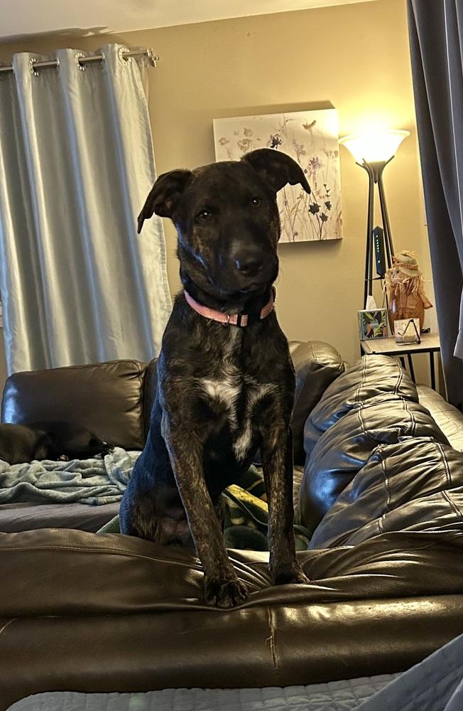 Enlarge Virginia Woof, a Adoptable mixed breed in Deerfield, WI image 1/6