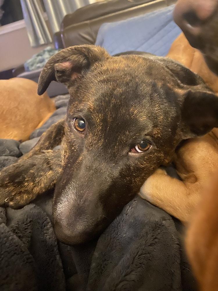 Virginia Woof, Adoptable, Young Female Mixed Breed.