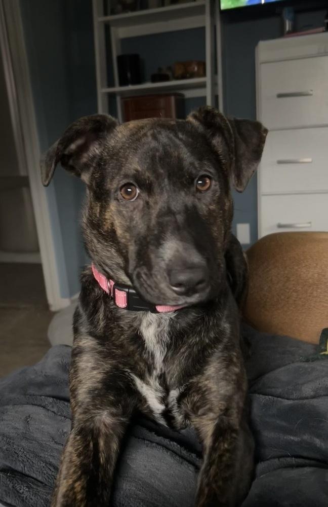 Enlarge Virginia Woof, a Adoptable mixed breed in Deerfield, WI image 2/6