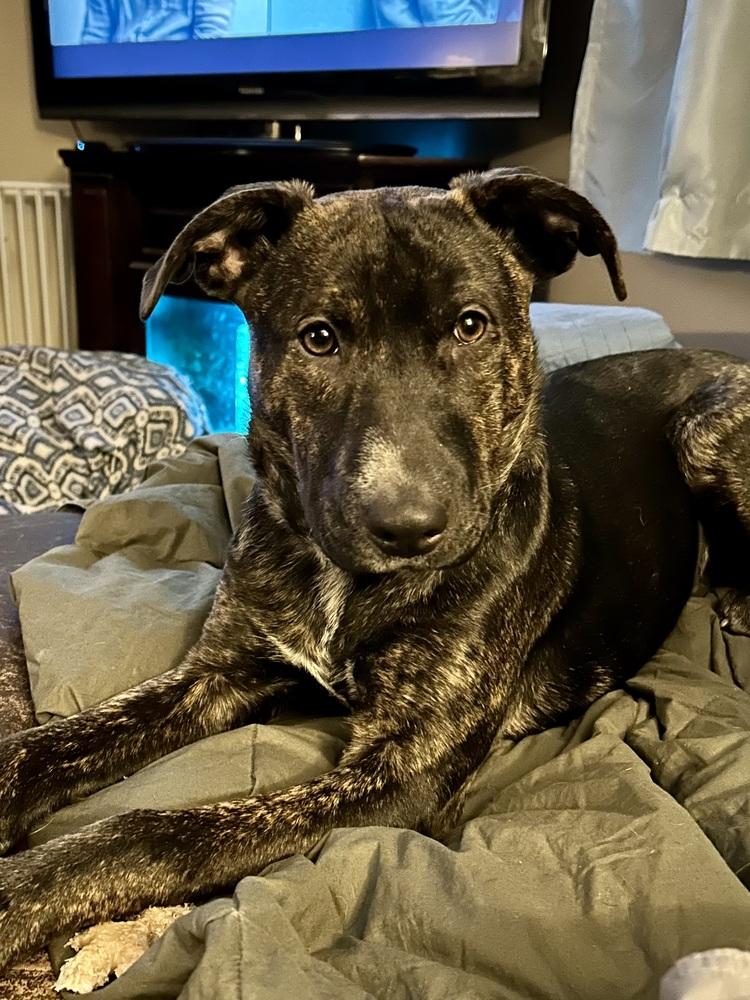 Enlarge Virginia Woof, a Adoptable mixed breed in Deerfield, WI image 3/6