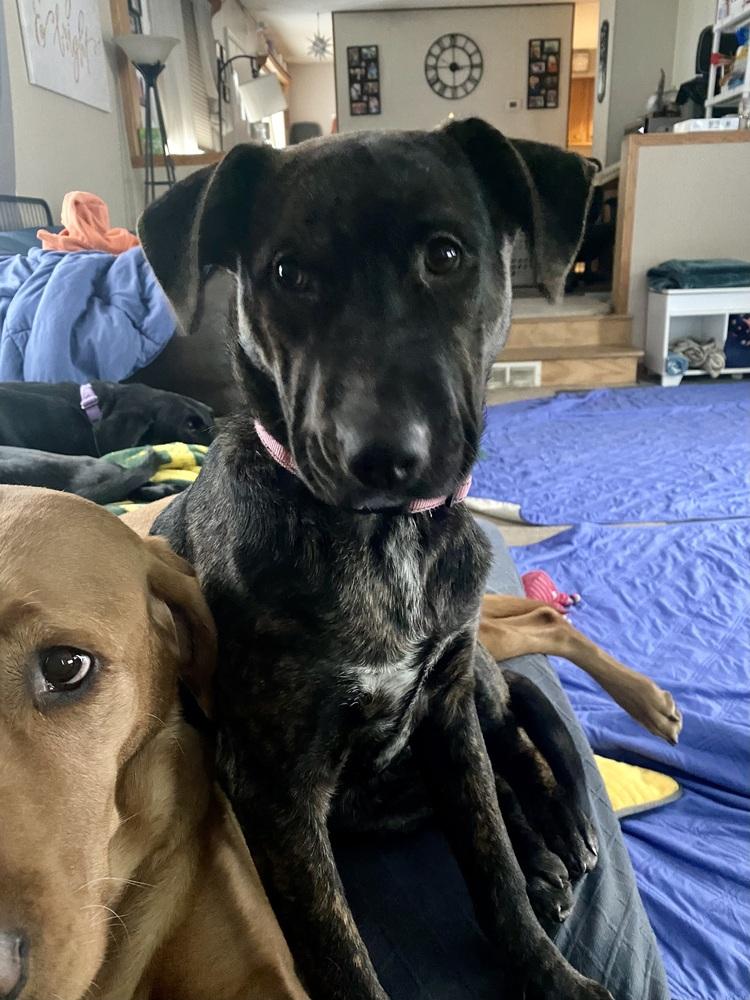 Enlarge Virginia Woof, a Adoptable mixed breed in Deerfield, WI image 4/6