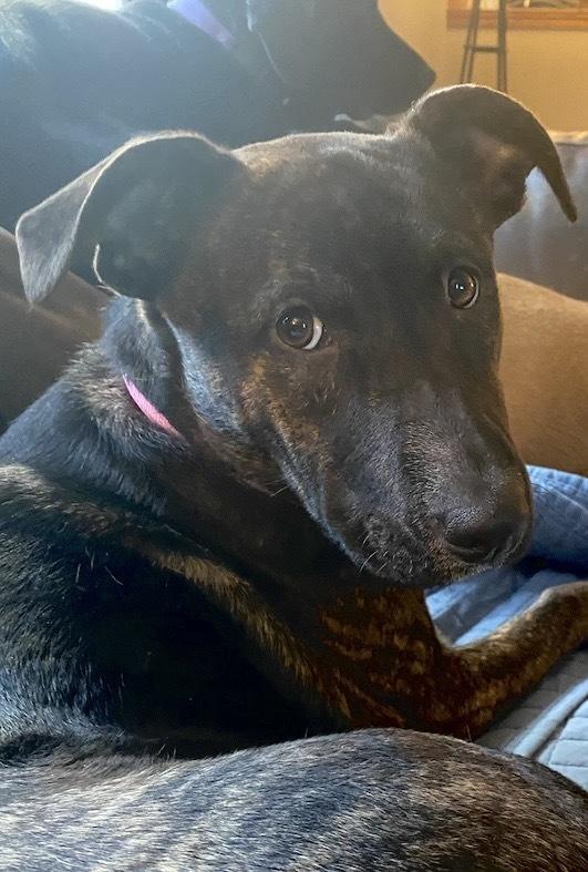 Enlarge Virginia Woof, a Adoptable mixed breed in Deerfield, WI image 5/6