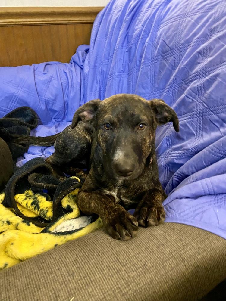 Enlarge Virginia Woof, a Adoptable mixed breed in Deerfield, WI image 5/6