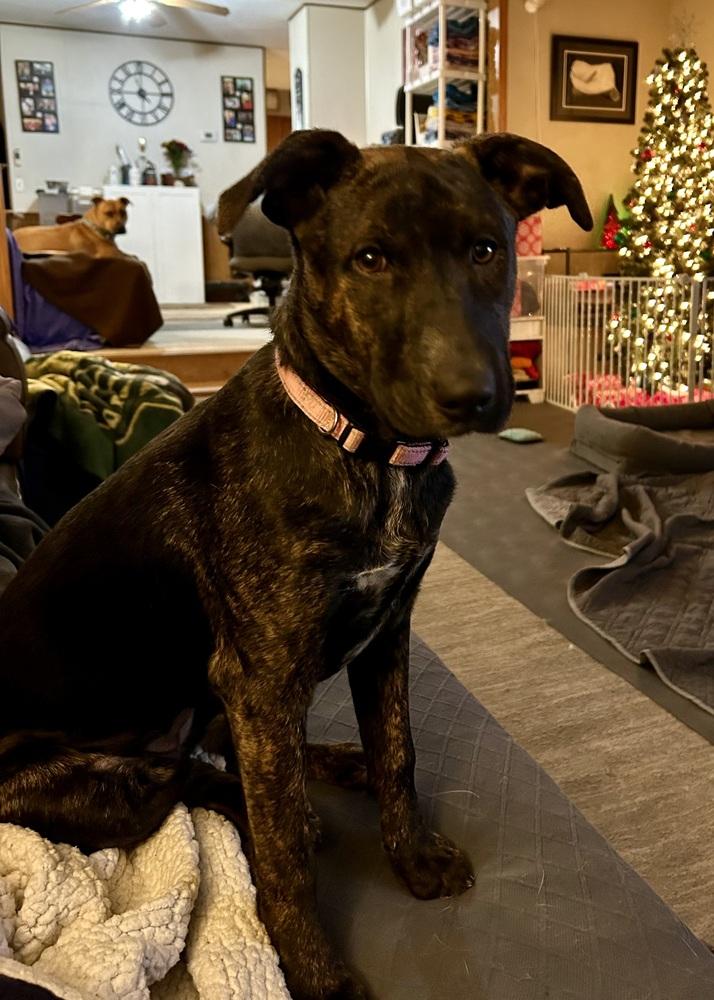 Enlarge Virginia Woof, a Adoptable mixed breed in Deerfield, WI image 6/6