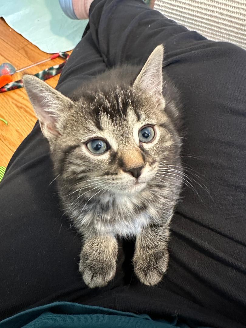 Enlarge Jack bonded with Brie, an adoptable Tabby in Hamilton, ON image 5/5