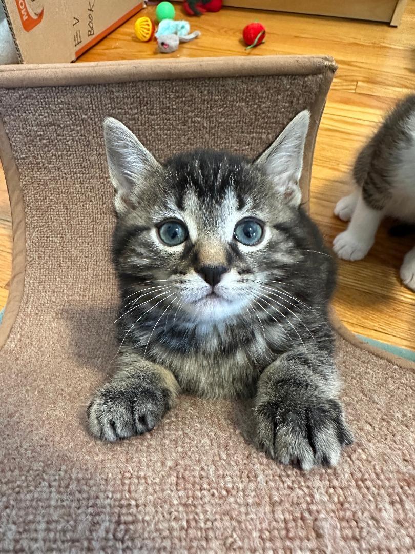 Enlarge Jack bonded with Brie, an adoptable Tabby in Hamilton, ON image 3/5