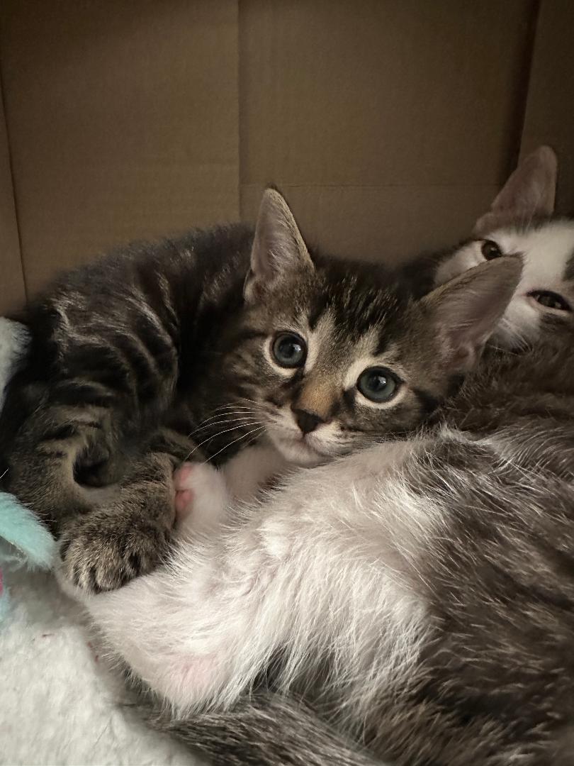 Enlarge Jack bonded with Brie, an adoptable Tabby in Hamilton, ON image 4/5