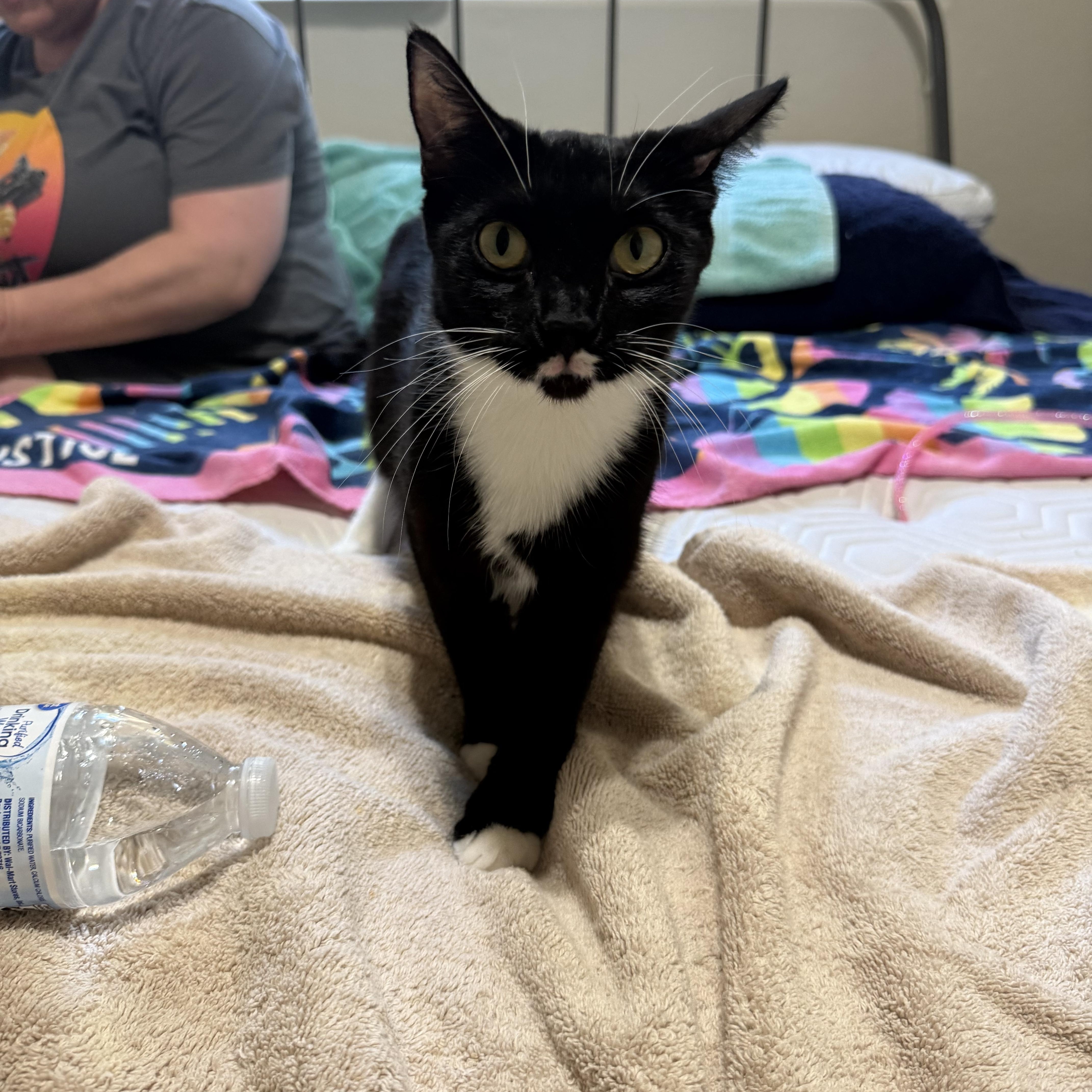 Fergie, ADOPTABLE, Young Female Domestic Short Hair.