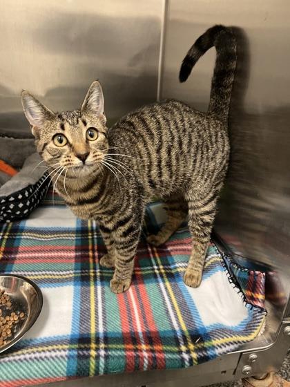 Maine, Adoptable, Kitten Female Domestic Short Hair & Domestic Short Hair.