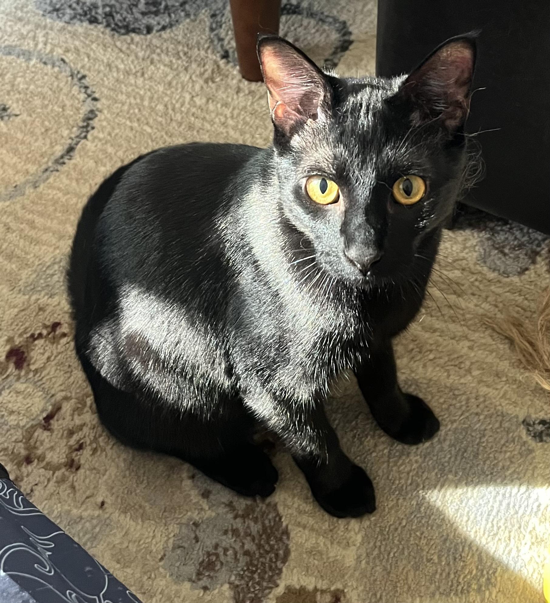 Garth, Adoptable, Young Male Domestic Short Hair.