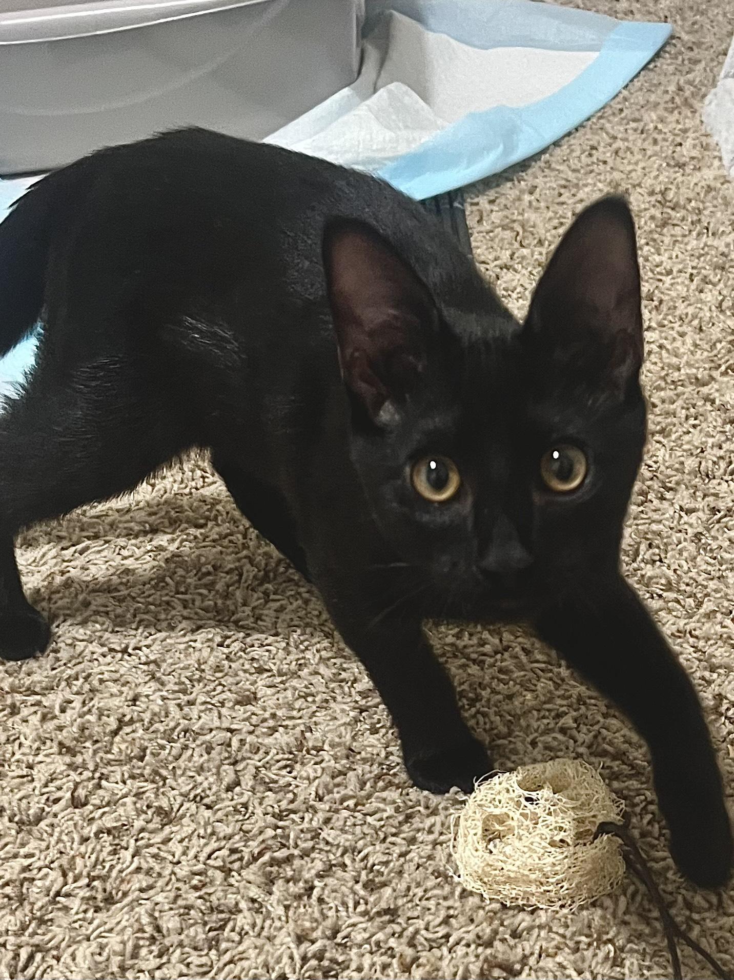 Enlarge Garth, a Adoptable Domestic Short Hair in Statesboro, GA image 3/3