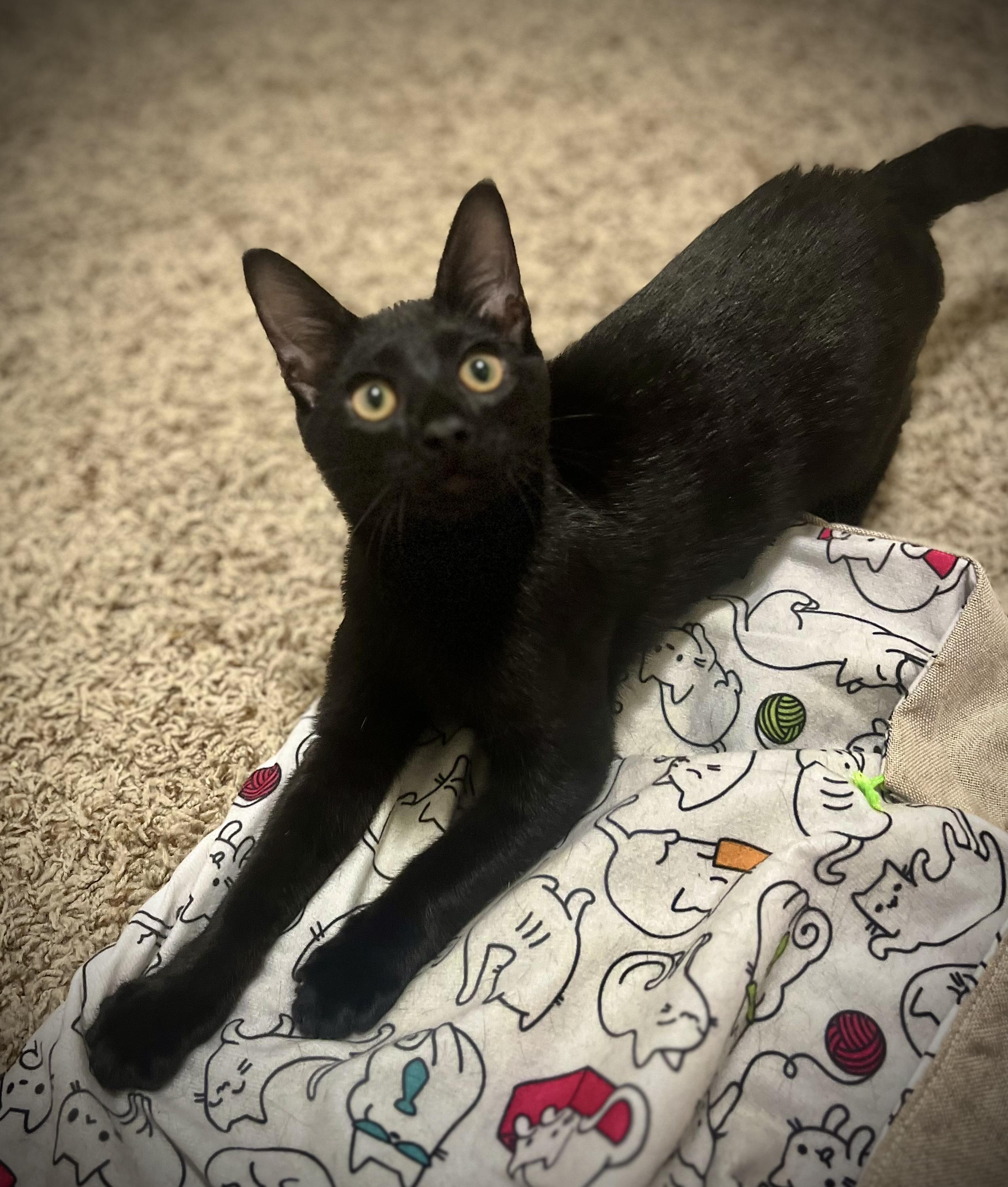 Garth, Adoptable, Kitten Male Domestic Short Hair.