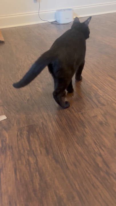 Enlarge Garth, a Adoptable Domestic Short Hair in Statesboro, GA video 2/3