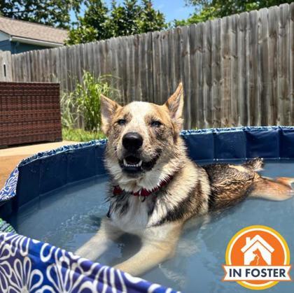 Beauty, Adoptable, Adult Female Australian Shepherd & Husky.