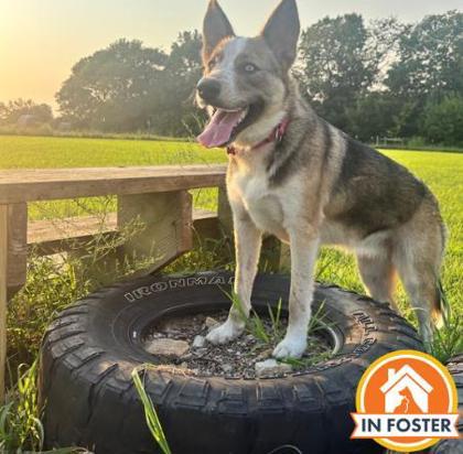 Enlarge Beauty, a Adoptable mixed breed in Merriam, KS image 2/3