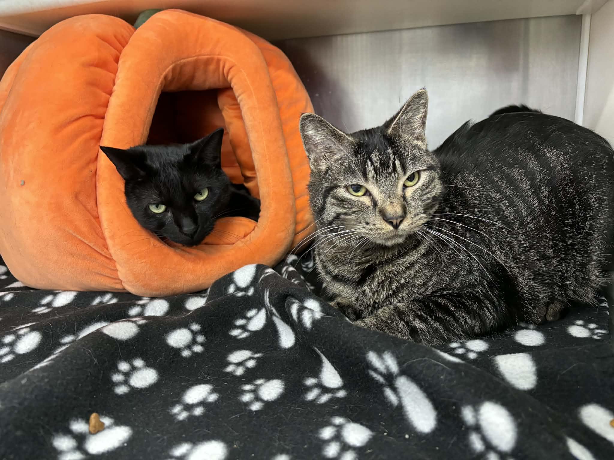 Enlarge Sammy, a Adoptable Domestic Short Hair in Frankfort, IN image 4/4