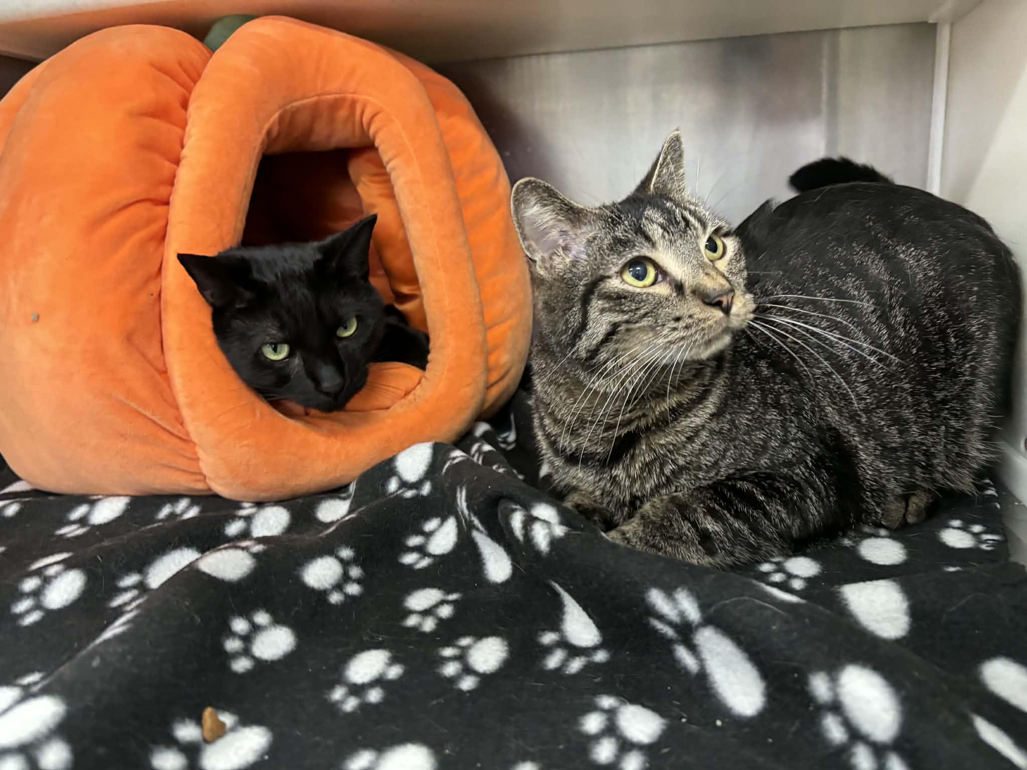 Enlarge Sammy, a Adoptable Domestic Short Hair in Frankfort, IN image 2/4