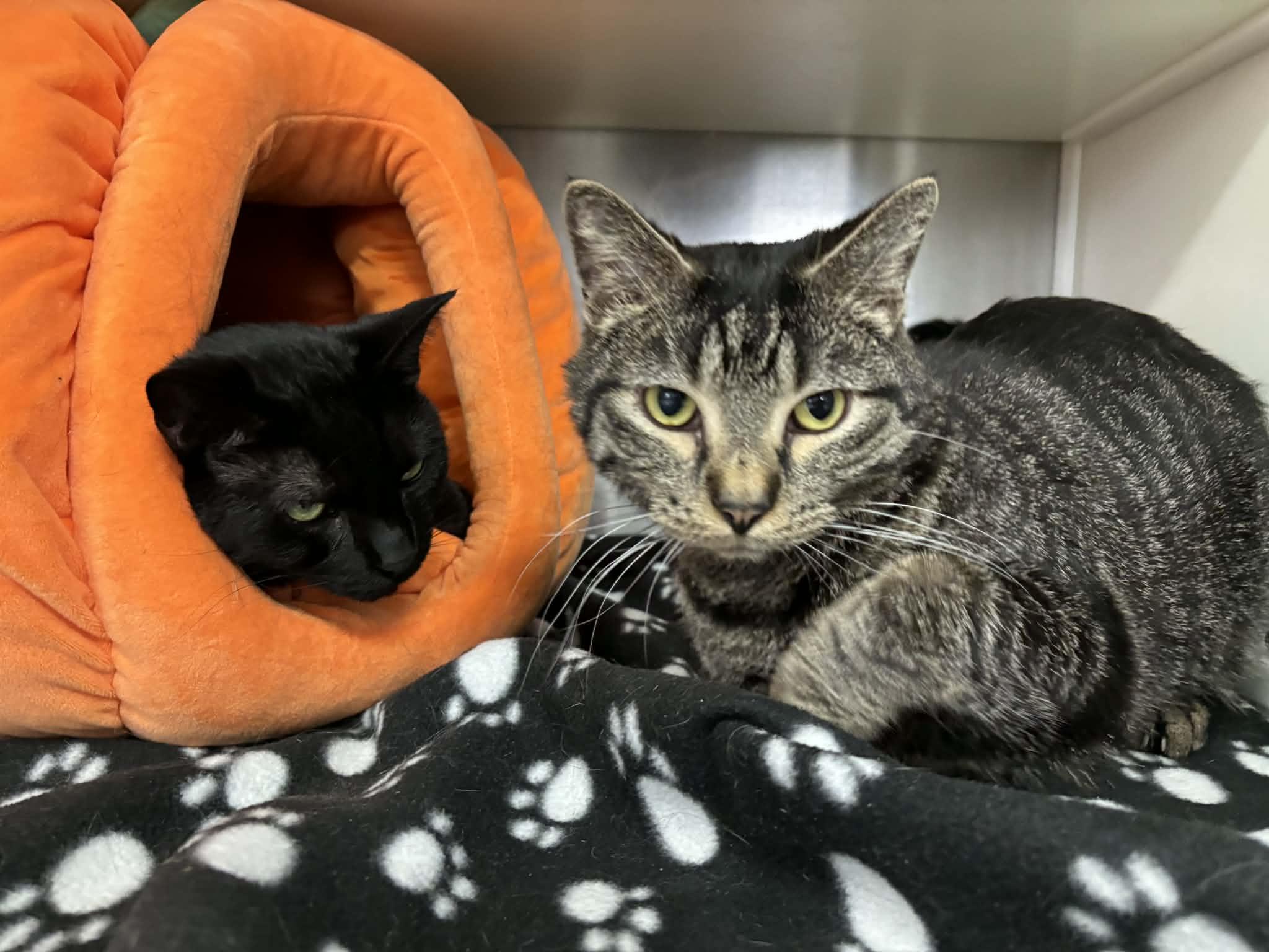 Enlarge Sammy, a Adoptable Domestic Short Hair in Frankfort, IN image 3/4