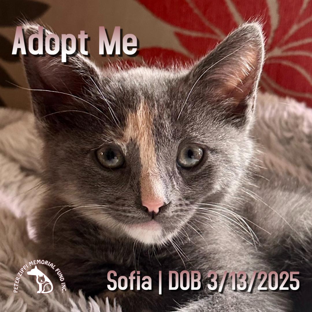 Sofia