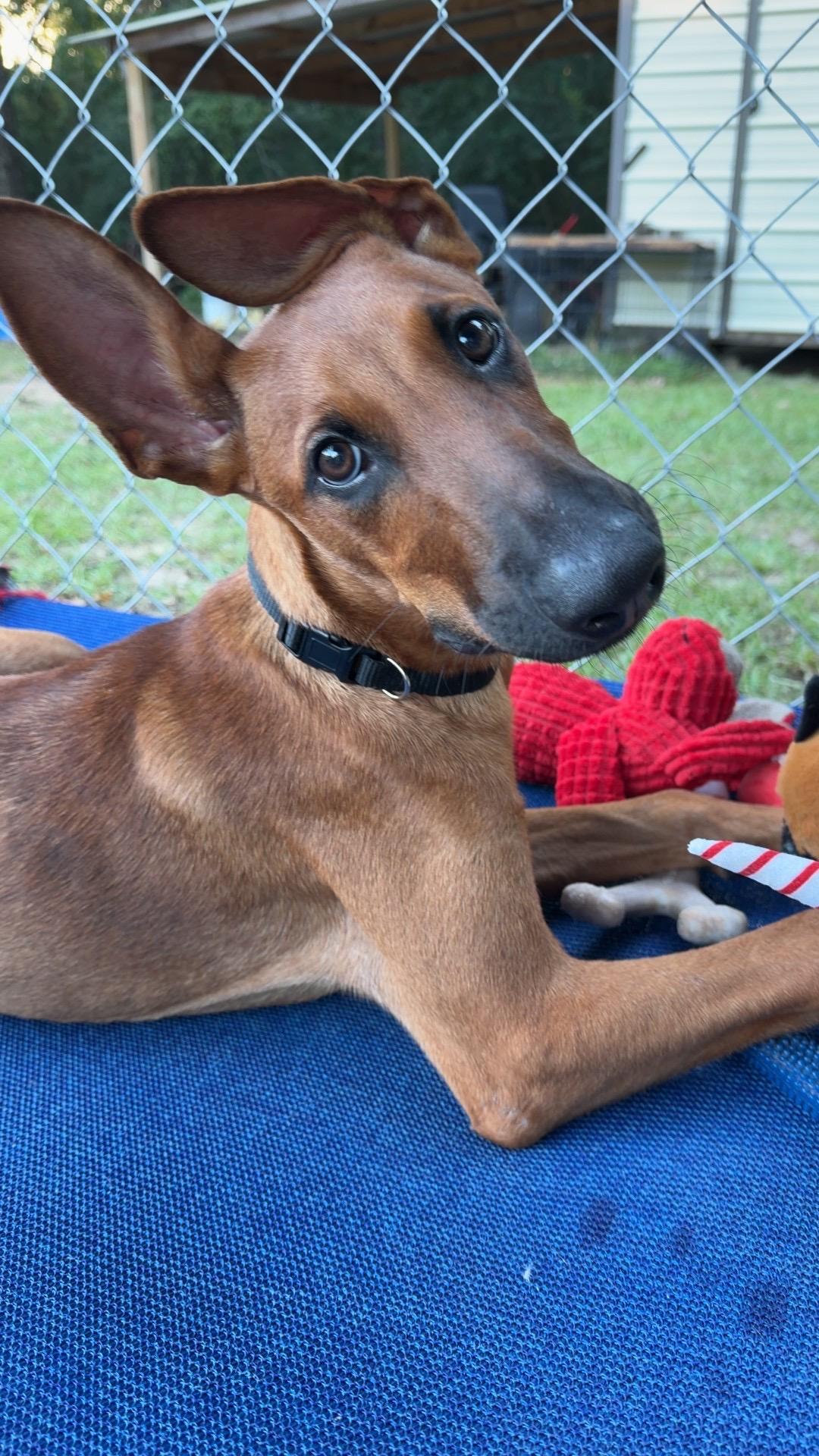 Enlarge Rocco, a Adoptable mixed breed in Ruston, LA image 4/6