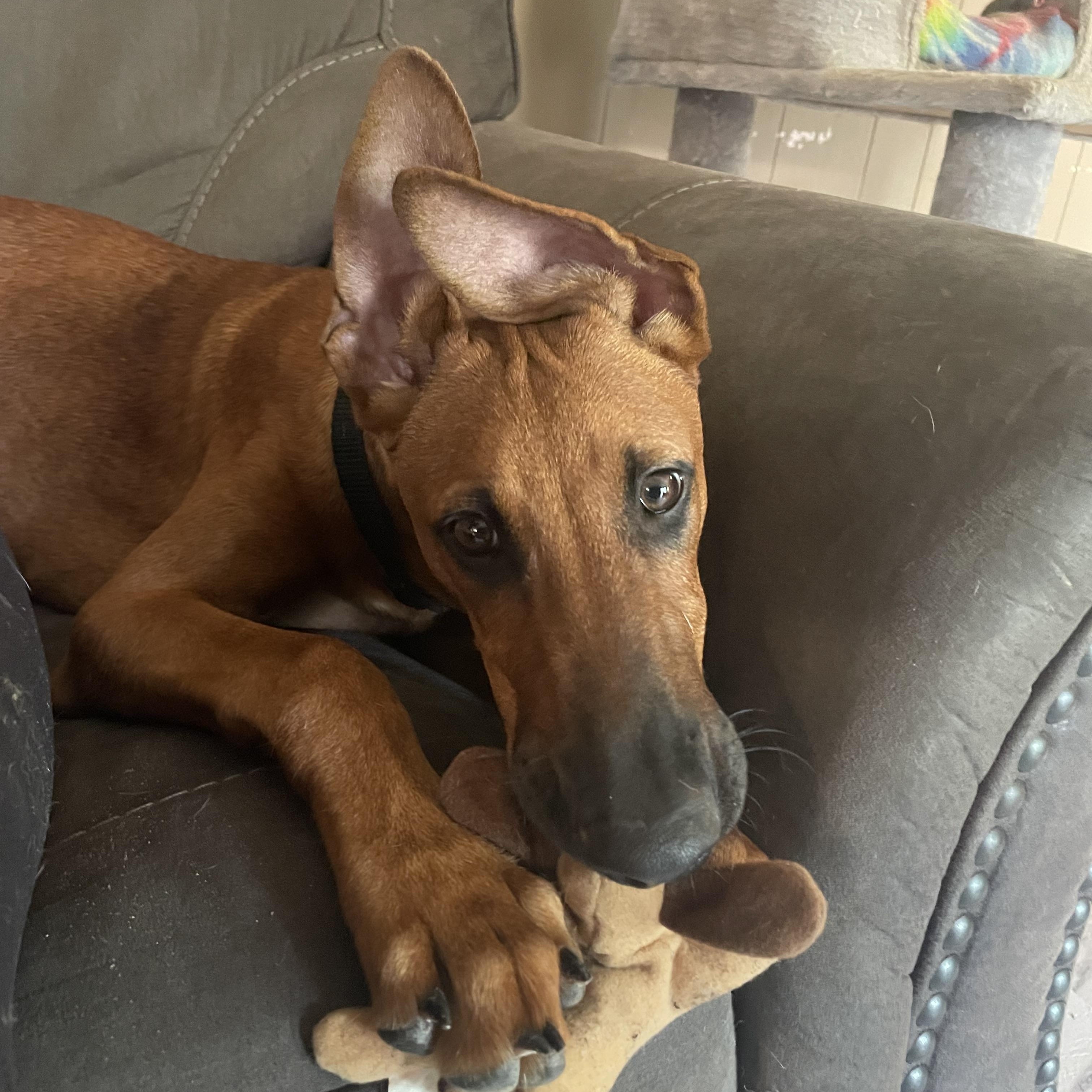 Enlarge Rocco, a Adoptable mixed breed in Ruston, LA image 3/6