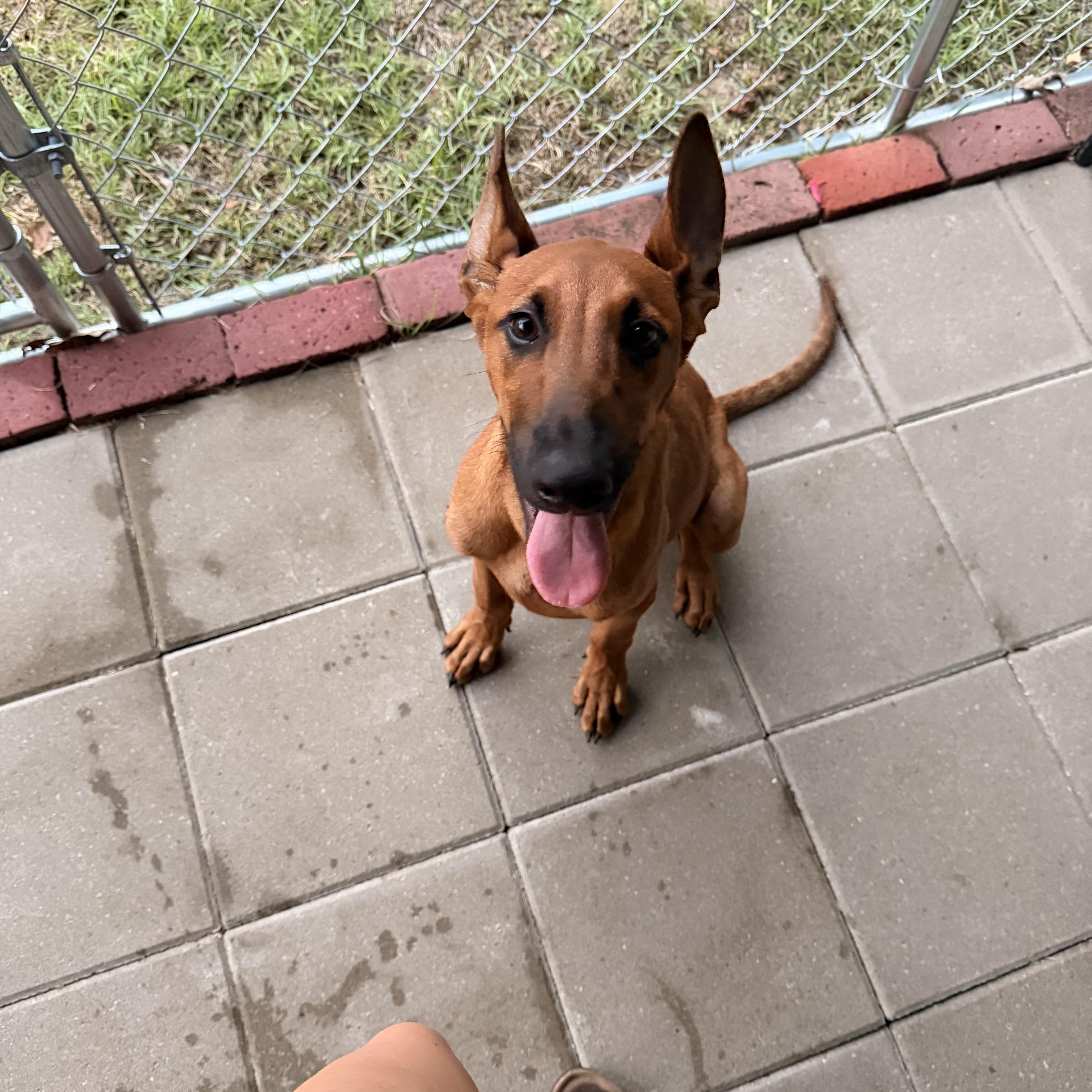 Enlarge Rocco, a Adoptable mixed breed in Ruston, LA image 6/6