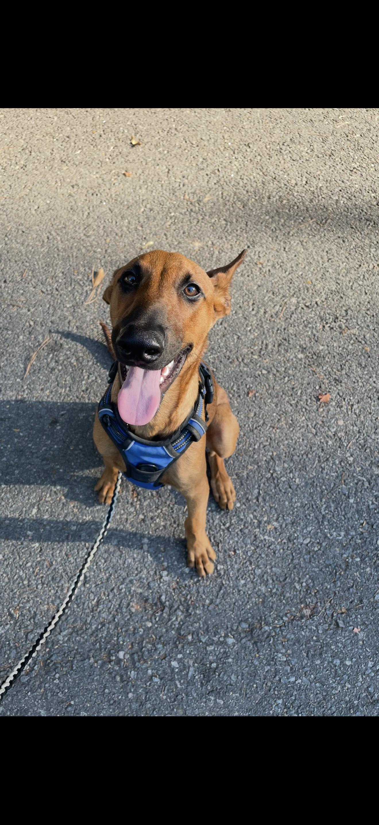 Rocco, Adoptable, Young Male Belgian Shepherd / Malinois & Mixed Breed.