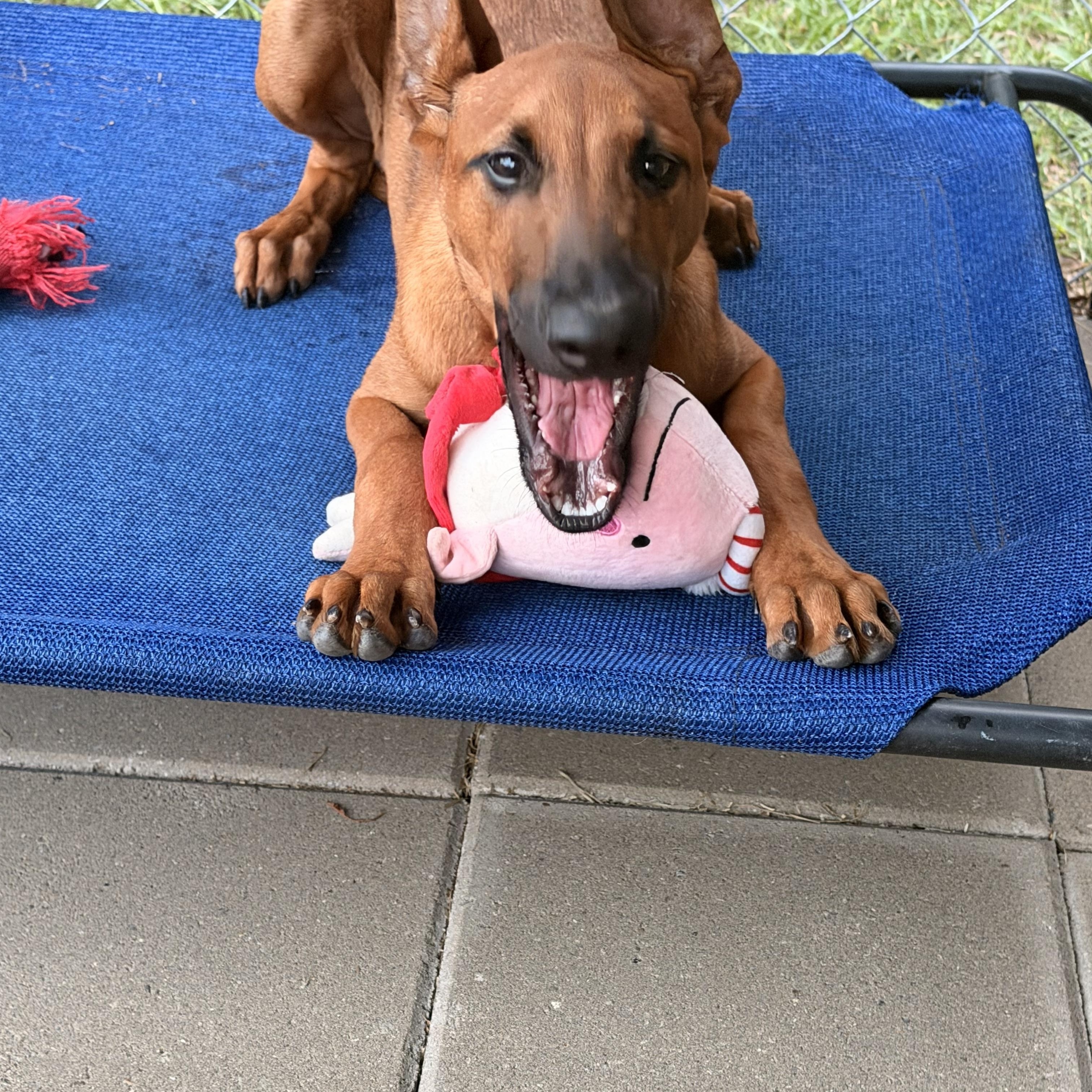 Enlarge Rocco, a Adoptable mixed breed in Ruston, LA image 2/6