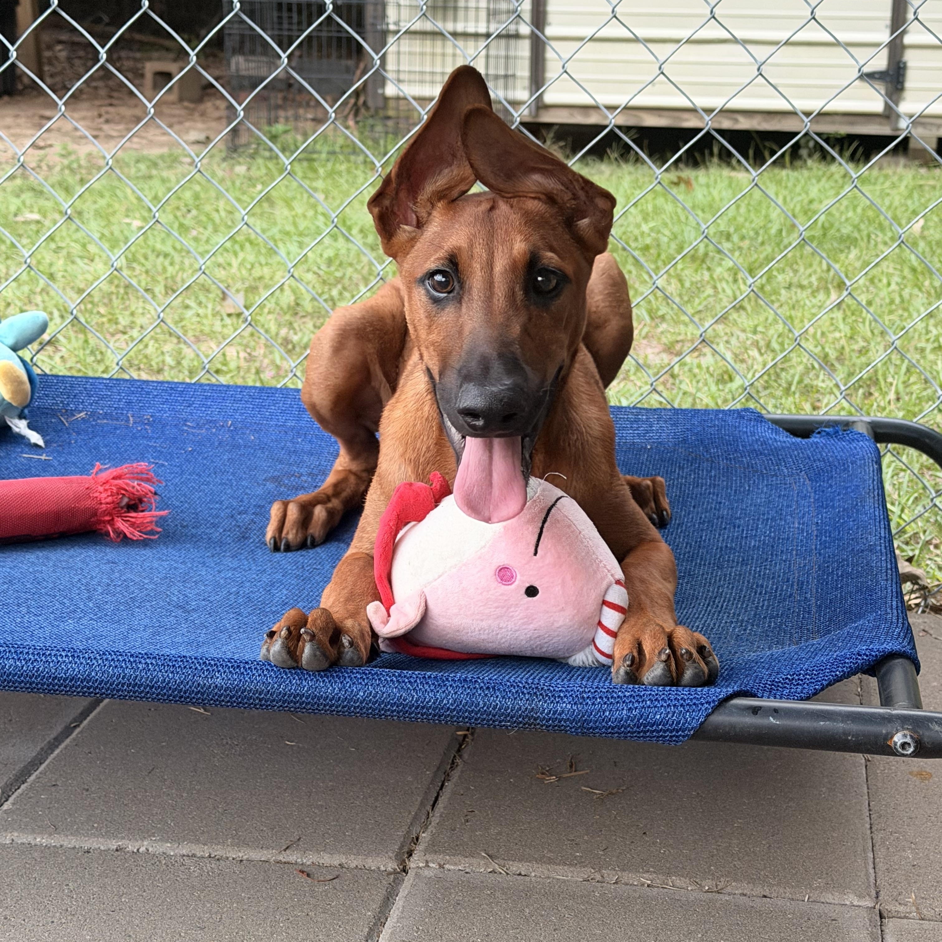 Enlarge Rocco, a Adoptable mixed breed in Ruston, LA image 5/6