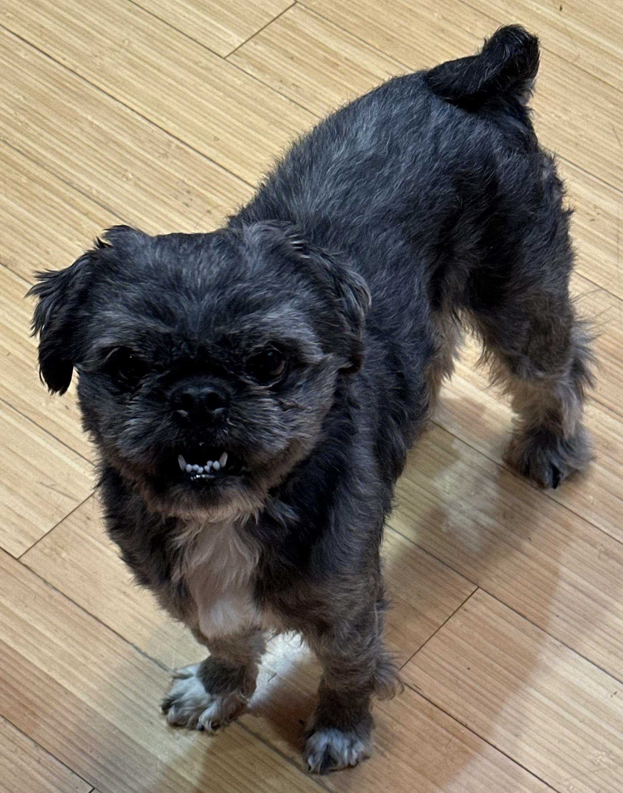 Ranger, a Adoptable mixed breed in Zanesville, OH image 1/4