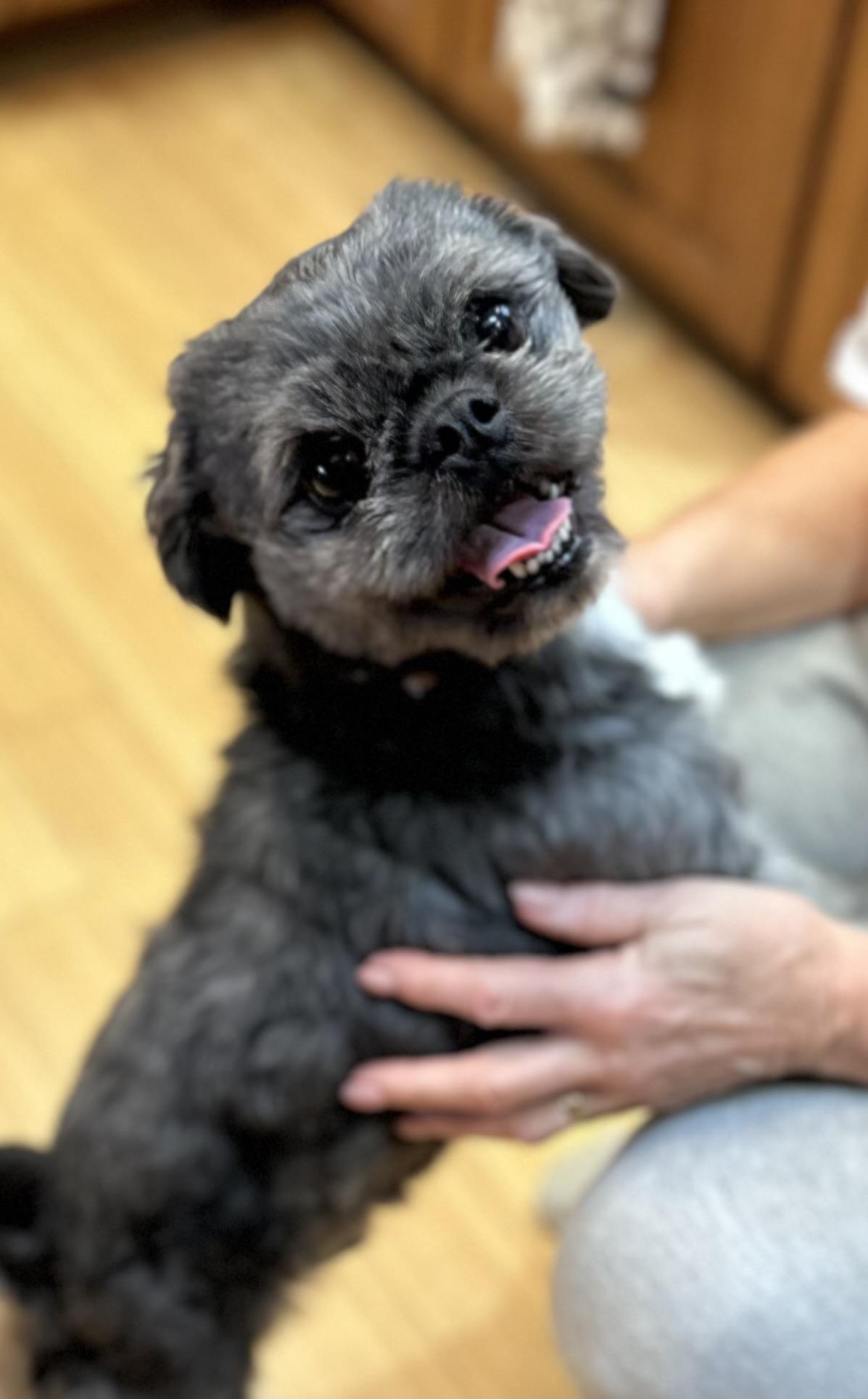 Ranger, a Adoptable mixed breed in Zanesville, OH image 2/4