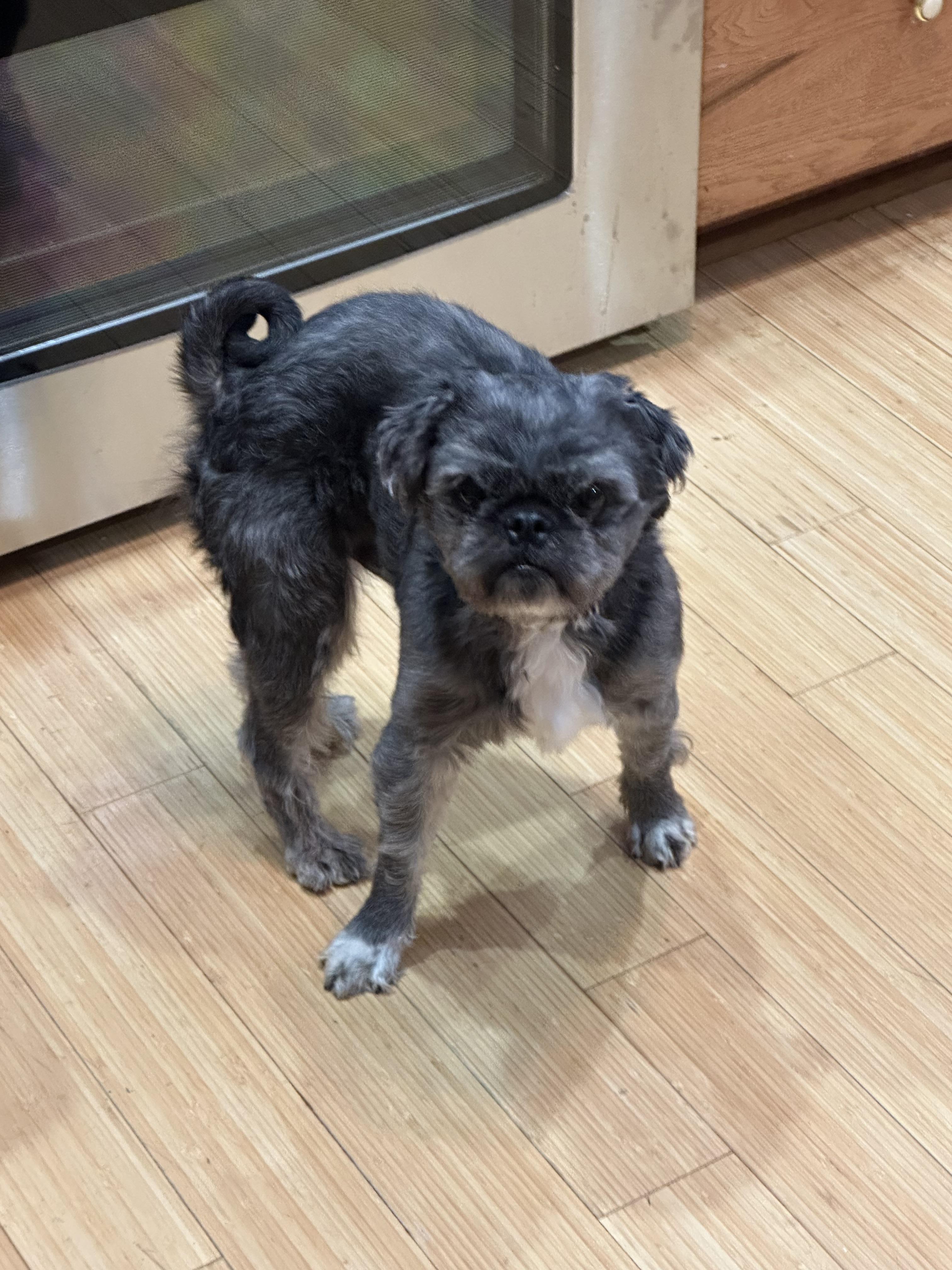 Ranger, a Adoptable mixed breed in Zanesville, OH image 3/4