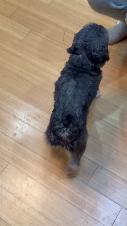 Enlarge Ranger, a Adoptable mixed breed in Zanesville, OH video 4/4