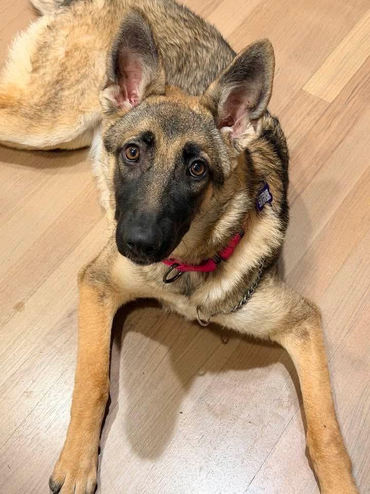 Basia, adoptable, Puppy Female German Shepherd Dog.